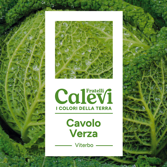 Cavolo verza